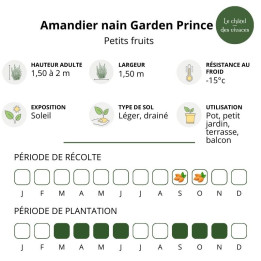 Amandier nain Garden Prince