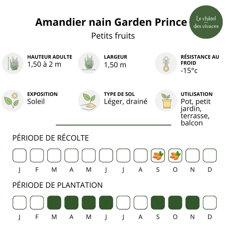 Amandier nain Garden Prince