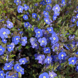 Floraison bleu de la Veronica umbrosa Georgia Blue