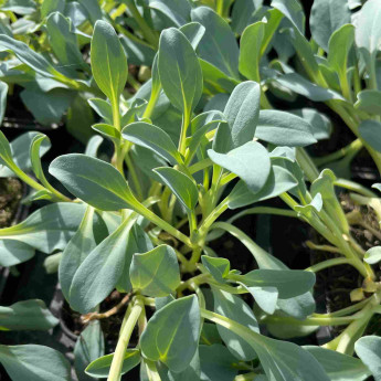 Mertensia maritima Mertensia maritima