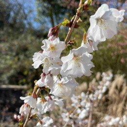Prunus nipponica Brillant