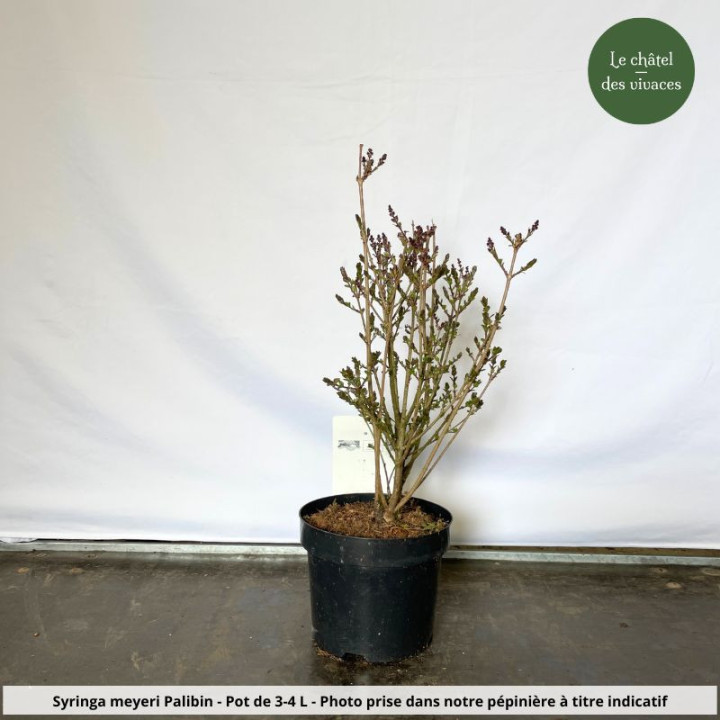 Syringa meyeri Palibin