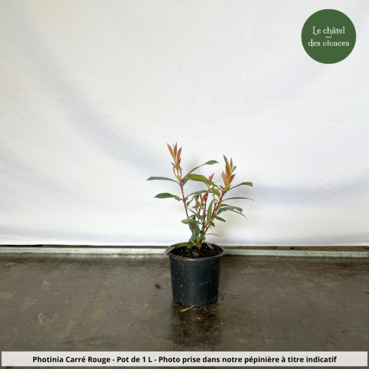 Photinia fraseri Carré Rouge
