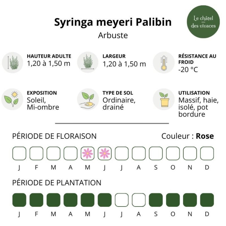 Syringa meyeri Palibin