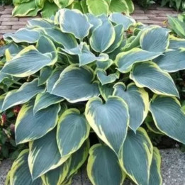 Hosta First Frost