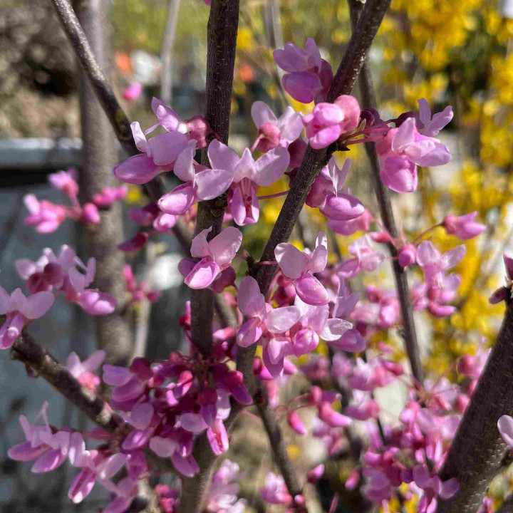 Cercis canadensis Alley Cat