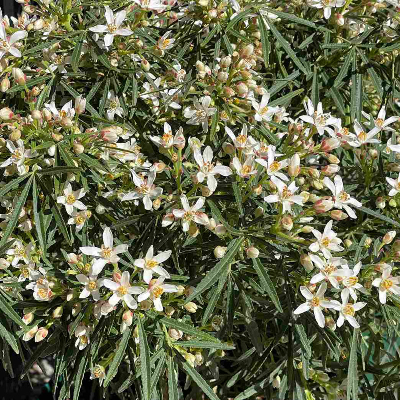 Choisya x dewitteana Little Bee