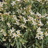 Choisya x dewitteana Little Bee