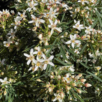 Choisya x dewitteana Little Bee