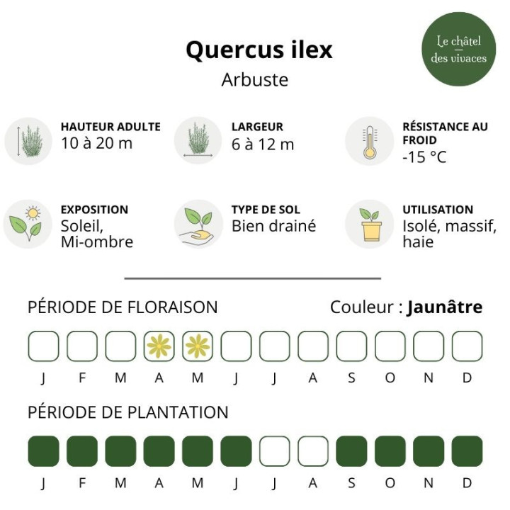 Quercus ilex