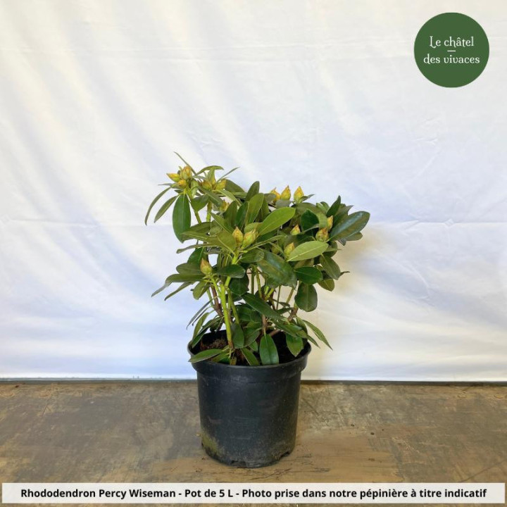 Rhododendron yakushimanum Percy Wiseman