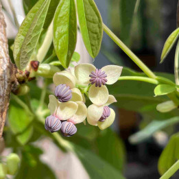 Akebia quinata Silver Bells