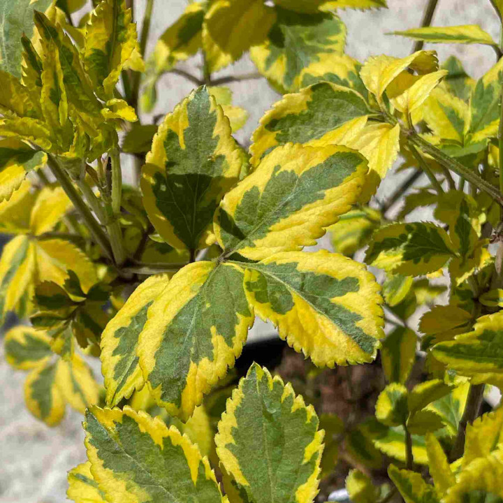 Sambucus nigra Madonna