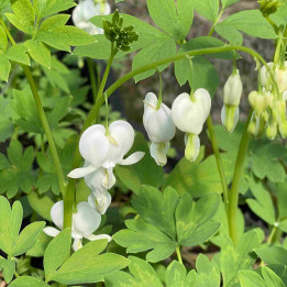 Dicentra spectabilis Alba