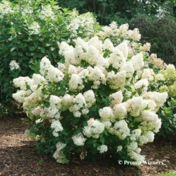 Hydrangea paniculata Quick Fire Fab Hydrangea paniculata Quick Fire Fab