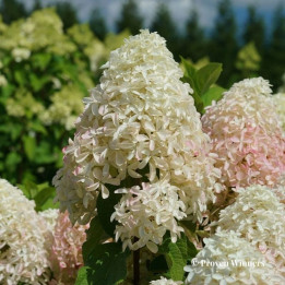 Hydrangea paniculata Quick Fire Fab