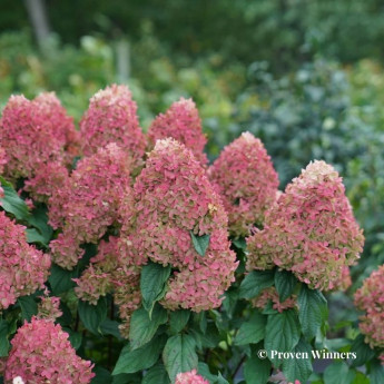 Hydrangea paniculata Quick Fire Fab Hydrangea paniculata Quick Fire Fab