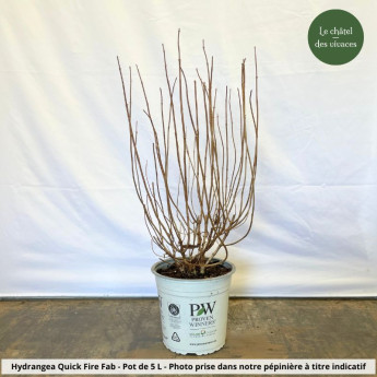 Hydrangea paniculata Quick Fire Fab Hydrangea paniculata Quick Fire Fab