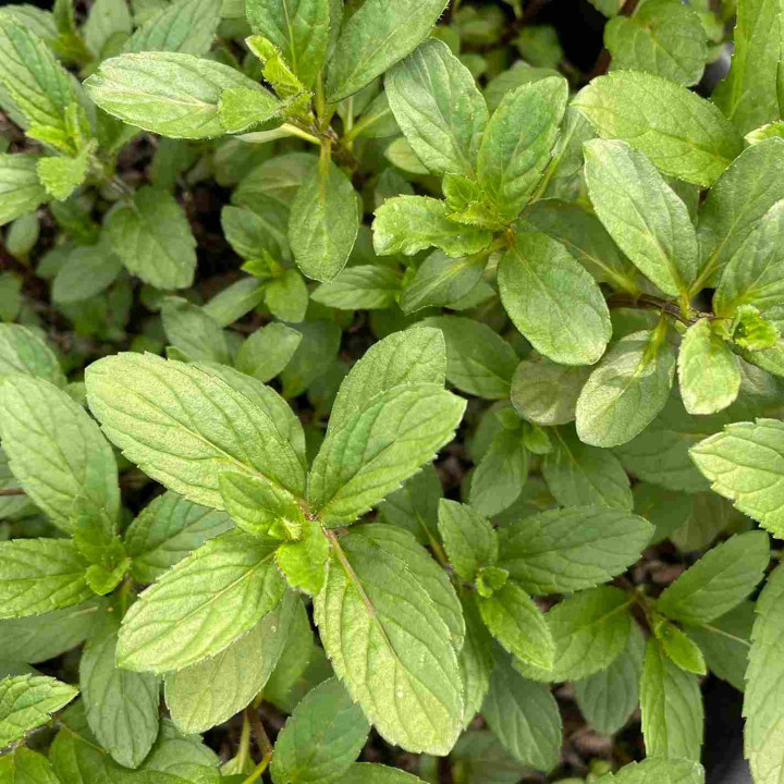 Menthe Swiss