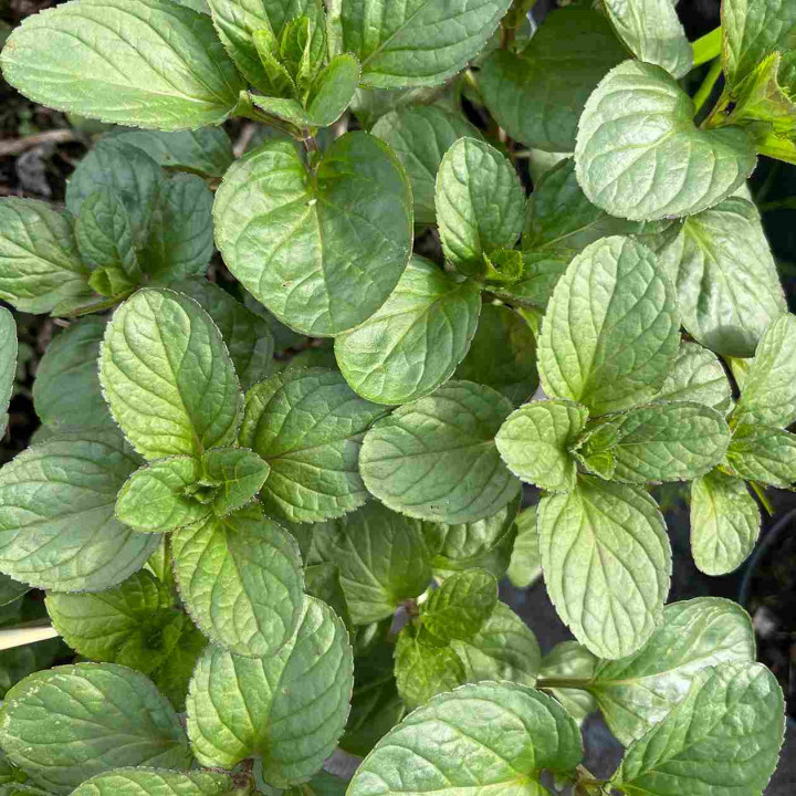 Menthe Eau de Cologne