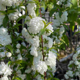 Prunus glandulosa Alba Plena