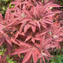 Acer palmatum Twombly's Red Sentinel