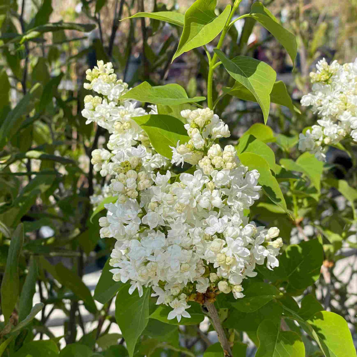 Syringa vulgaris Mme Lemoine