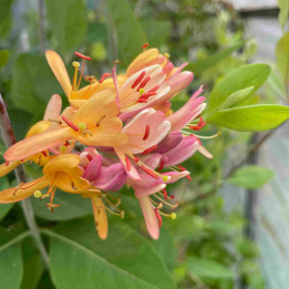 Lonicera heckrottii Goldflame