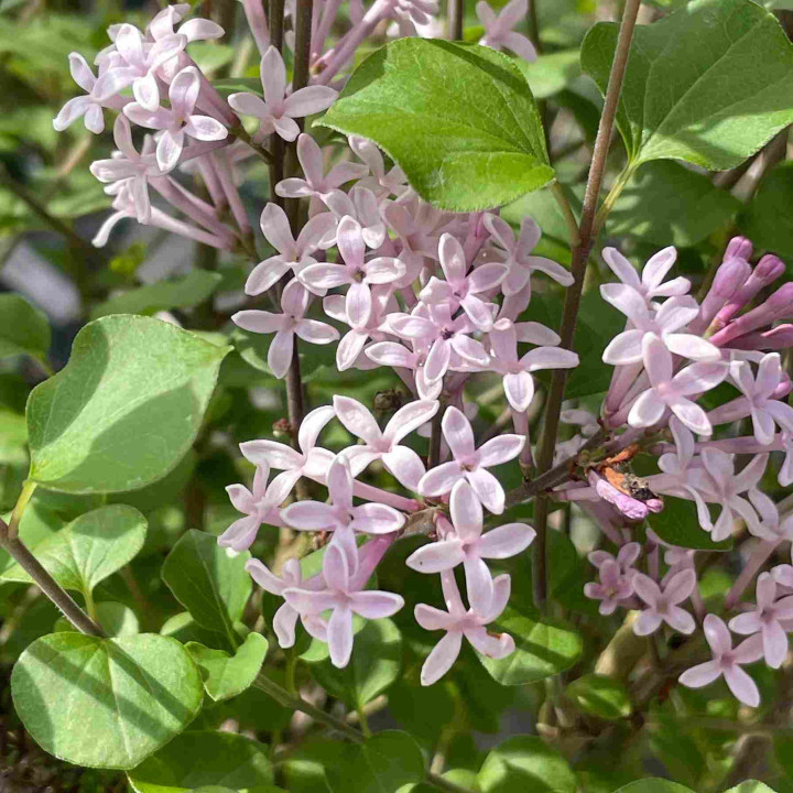 Syringa meyeri Palibin