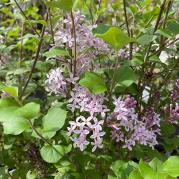 Syringa meyeri Palibin