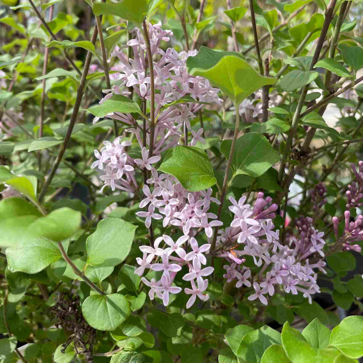 Syringa meyeri Palibin
