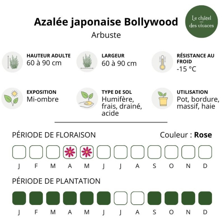 Azalée japonaise Bollywood
