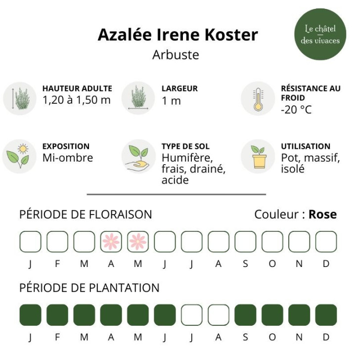 Azalée Irene Koster