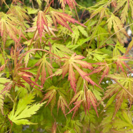 Acer palmatum Orange Lace