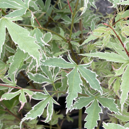 Acer palmatum Butterfly