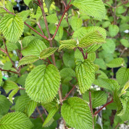 Viburnum plicatum Opening Day