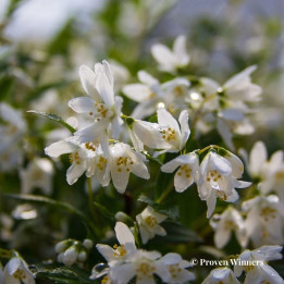 Deutzia Yuki Snowflake