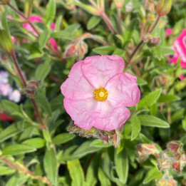 Cistus skanbergii