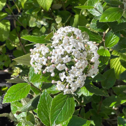 Viburnum burkwoodii