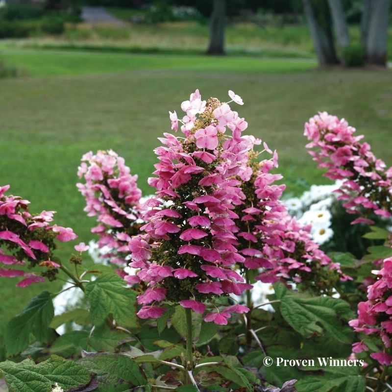 Hydrangea quercifolia Gatsby Pink Hydrangea quercifolia Gatsby Pink