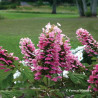 Hydrangea quercifolia Gatsby Pink