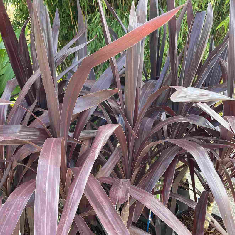Cordyline obtecta Superstar Cordyline obtecta Superstar