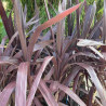 Cordyline obtecta Superstar
