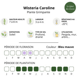 Wisteria sinensis Caroline - Glycine