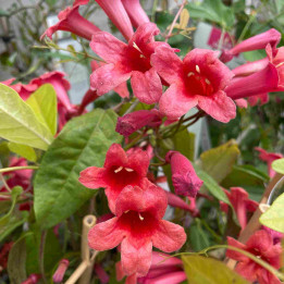Bignonia capreolata Species Red
