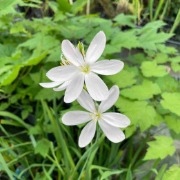 Schizostylis coccinea Alba