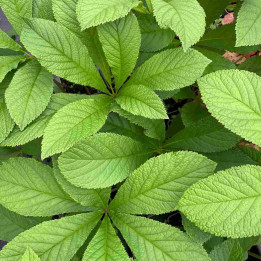 Rodgersia aesculifolia