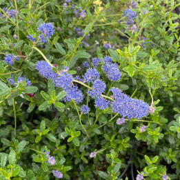 Ceanothus Italian Skies