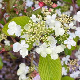 Viburnum plicatum Mariesii