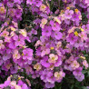 Erysimum Leya Purple Glow